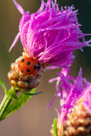 beautiful a macro the ladybug sits on a flowerの写真素材