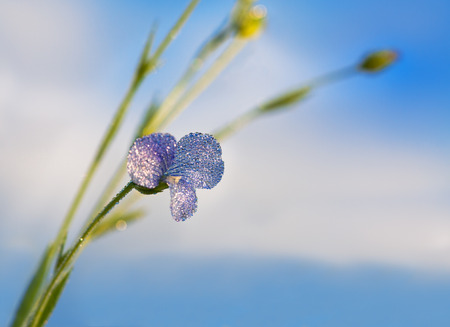 the blue flower of flax blossoms in the fieldの写真素材