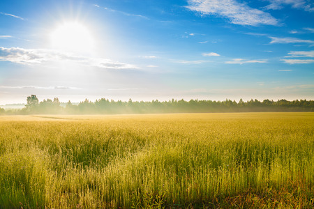 summer rural landscape with a field, sunrise and fogの写真素材