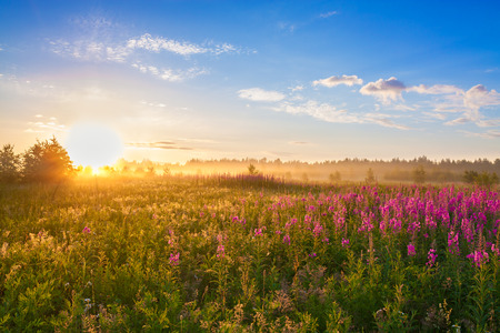 summer  rural landscape with the sunrise, a blossoming meadow and fogの写真素材