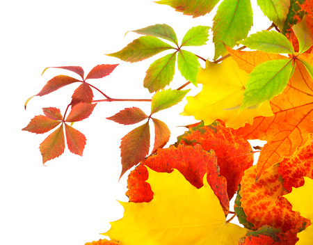 colored autumn leaves isolated on a white backgroundの写真素材