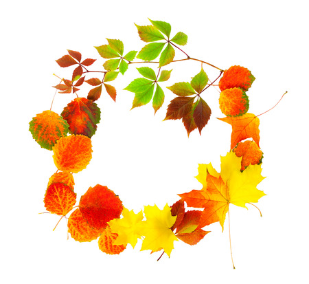 colored autumn leaves isolated on a white backgroundの写真素材