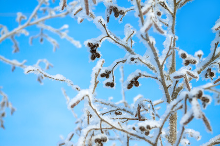 tree  in the winter covered with snow on background the blue skyの写真素材