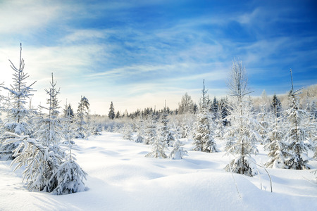 beautiful winter landscape with the forest  and blue skyの写真素材