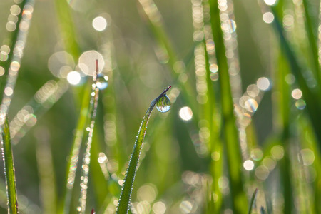 the green blur background from a grass on a  meadowの写真素材