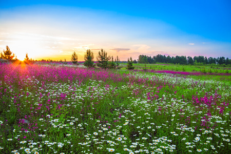 the summer landscape with flowers on a meadow and sunset the summer landscape with flowers on a meadow and sunset
