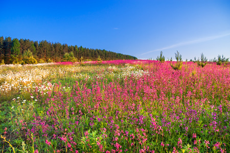 the spring  landscape with  flowers on a meadowの写真素材