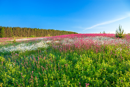 the spring  landscape with  flowers on a meadowの写真素材