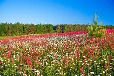 the spring  landscape with  flowers on a meadowの写真素材