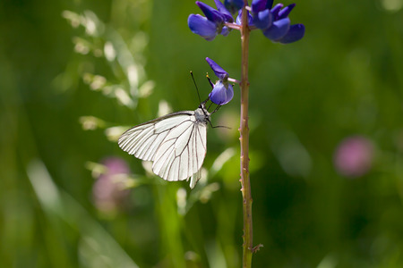 the beautiful white butterfly sits on flowers on meadowの写真素材
