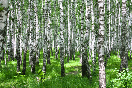 the summer landscape with the birches forestの写真素材