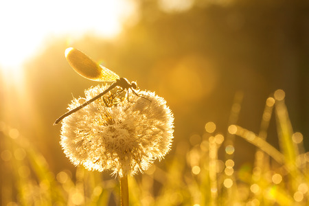 the sunrise over a summer meadowの写真素材
