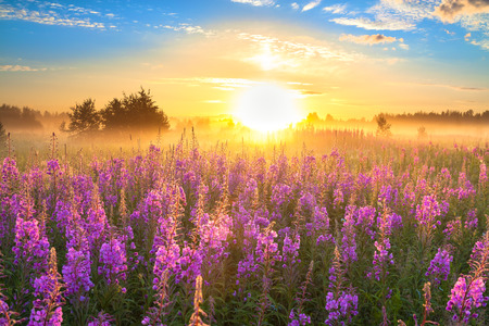 rural landscape with the sunrise  and  blossoming meadowの写真素材