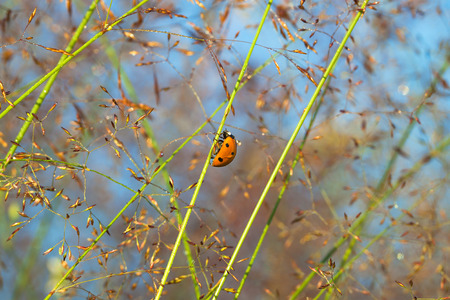the summer meadow and ladybug on a grass