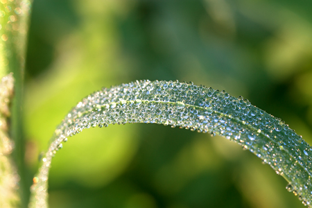 the dew drops on a green grass close up on a meadowの写真素材