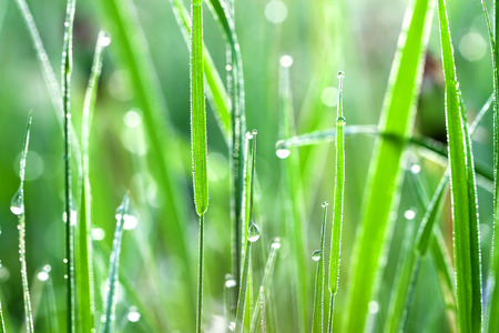 the dew drops on a green grass close up on a meadowの写真素材