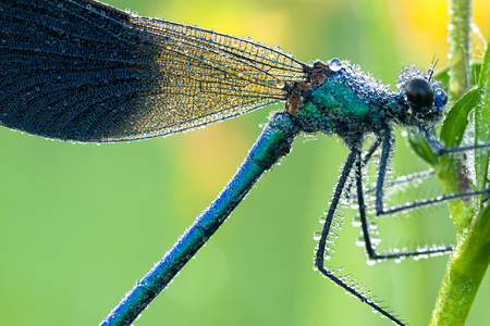 blue dragonfly with dew drops on a meadowの写真素材