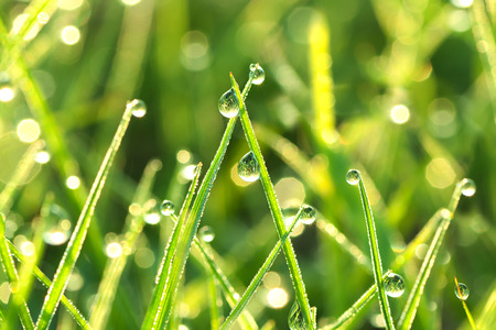 the green background from a grass on a lawn  close upの写真素材