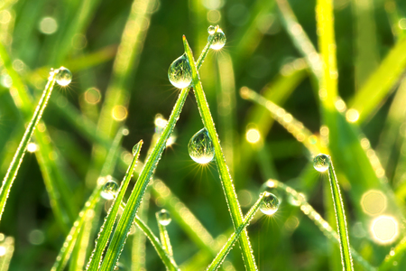 the green background from a grass on a lawn  close upの写真素材