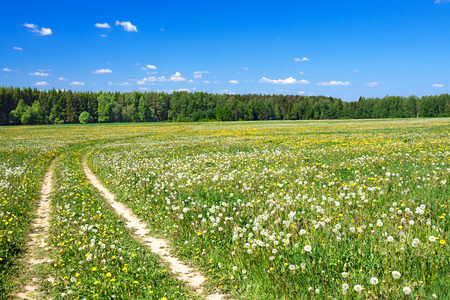 the summer landscape with the field and  blue skyの写真素材