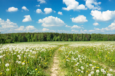 summer rural landscape with a blossoming meadow, the road and the blue skyの写真素材