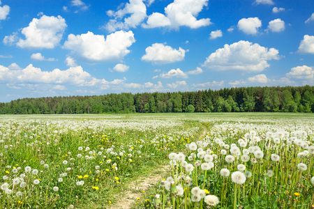 summer rural landscape with a blossoming meadow, the road and the blue skyの写真素材