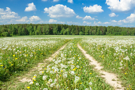 summer rural landscape with a blossoming meadow, the road and the blue skyの写真素材