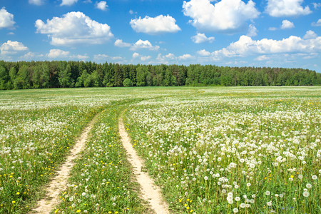 spring  rural landscape with a blossoming meadow, the road and the blue skyの写真素材