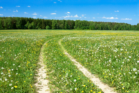 the summer landscape with the field and  blue skyの写真素材