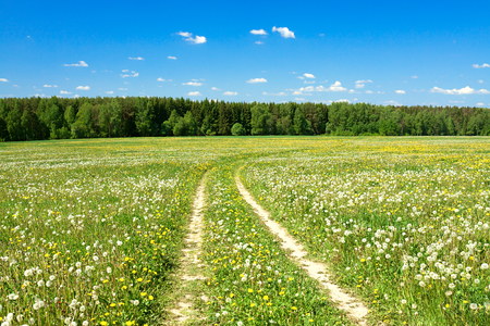 the summer landscape with the field and  blue skyの写真素材