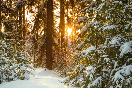 Beautiful winter landscape with the forest and sunset . Winter rural landscape with snow and trees in the forest . Frosty wintry  evening sunset in the coniferous forestの写真素材