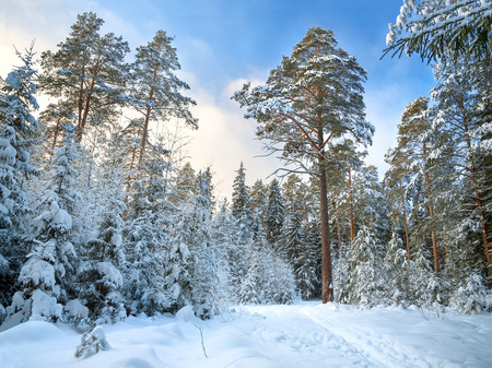 Beautiful winter landscape with the forest and the blue sky. Winter rural landscape with snow and trees in the forest . Frosty wintry dayの写真素材