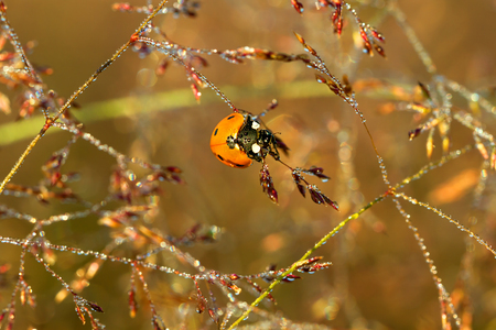beautiful a macro the ladybug sits on a grass. ladybird wildlifeの写真素材