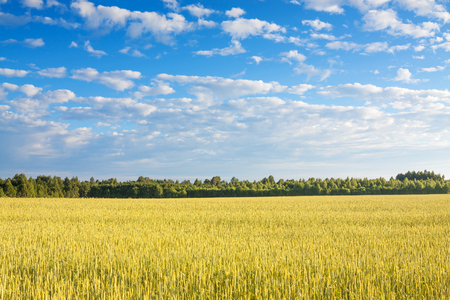 agriculture field of ripe rye. rural summer landscapeの写真素材