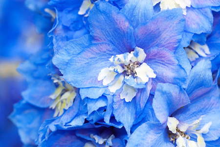 blue flowers of a delphinium close up macroの写真素材