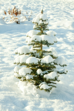 winter landscape with holiday new year and Christmas fir tree in snowの写真素材