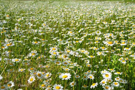 flowers camomiles on meadow. blossoming  wildflowers chamomiles  close upの写真素材