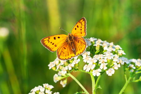 beautiful orange butterfly sits on a whites flowers on spring meadow. summer field with green grass, wildlife の写真素材