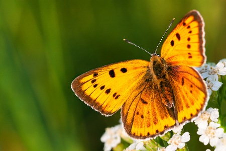 beautiful orange butterfly sits on a whites flowers on spring meadow. summer field with green grass, wildlife の写真素材