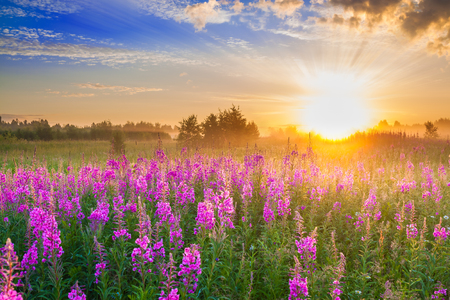 beautiful rural landscape with sunrise  and  blossoming meadow. purple flowers flowering on spring field  . wildflowers blooming on sunset. summer viewの写真素材