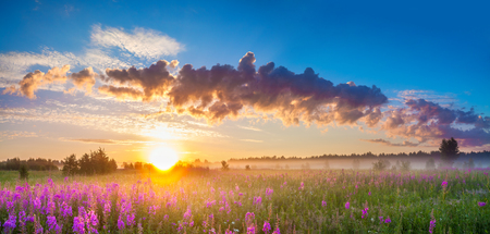beautiful rural panorama landscape with sunrise  and  blossoming meadow. purple flowers flowering on spring field  . wildflowers blooming on sunset. summer panoramic viewの写真素材
