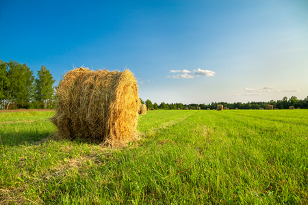 summer rural landscape with a field and hay. agriculture non urban scene. farm meadowの写真素材