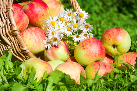 Fruit ripe, red, juicy apples in basket. harvest of apples in an autumn orchard. thanksgiving  holiday   の写真素材