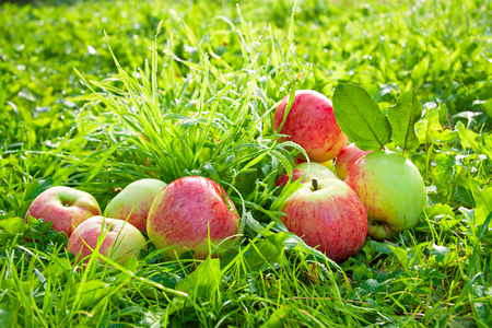 Fruits ripe, red, juicy apples lie on a green grass. a harvest of apples in an autumn orchard Fruits ripe, red, juicy apples lie on a green grass. a harvest of apples in an autumn orchard