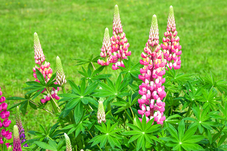 beautiful pink and purple flowers lupines flowering on a flowerbed in a garden. floral bed blooming. wild flower lupin on a summer meadow close upの写真素材