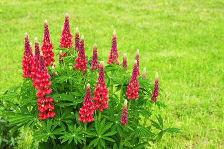 beautiful red flowers lupines flowering on a flowerbed in a garden. floral bed blooming. wild flower lupin on a summer meadow close upの写真素材