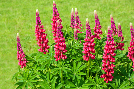 beautiful red flowers lupines flowering on a flowerbed in a garden. floral bed blooming. wild flower lupin on a summer meadow close upの写真素材