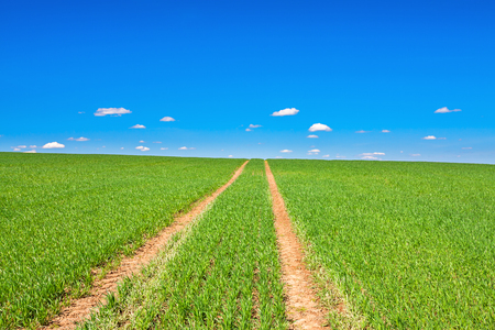 beautiful rural spring landscape with field road and blue sky. agriculture sowed field of wheatの写真素材