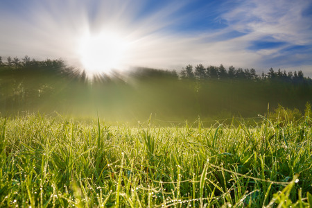 beautiful summer rural landscape with sunrise on a meadow, forest and fog.の写真素材