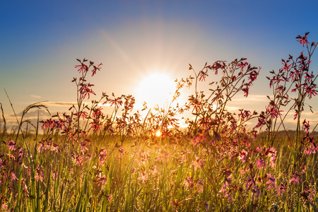 summer rural landscape with a meadow and blossoming flowers. scenery with sunrise, morning of new day. sun shine sunbeams on a meadow  の写真素材